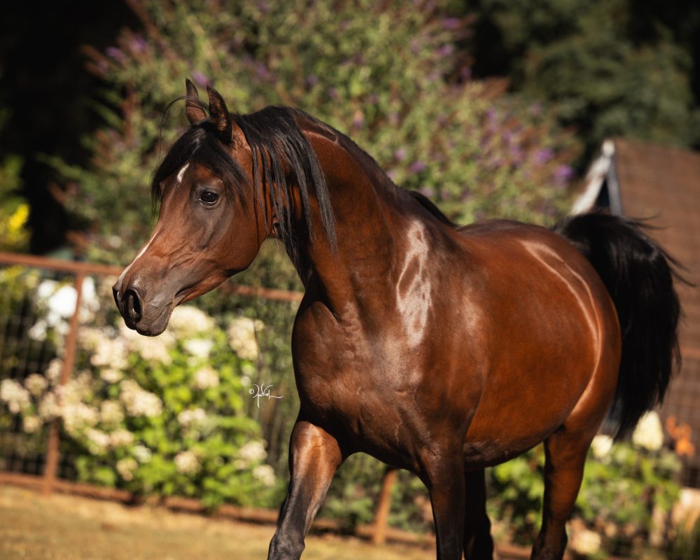Braden_8-26_Baby-1-and-Mare_249-2