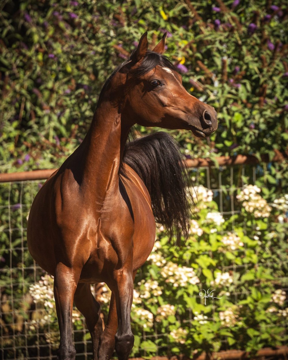 Braden_8-26_Baby 2 and Mare_351-2